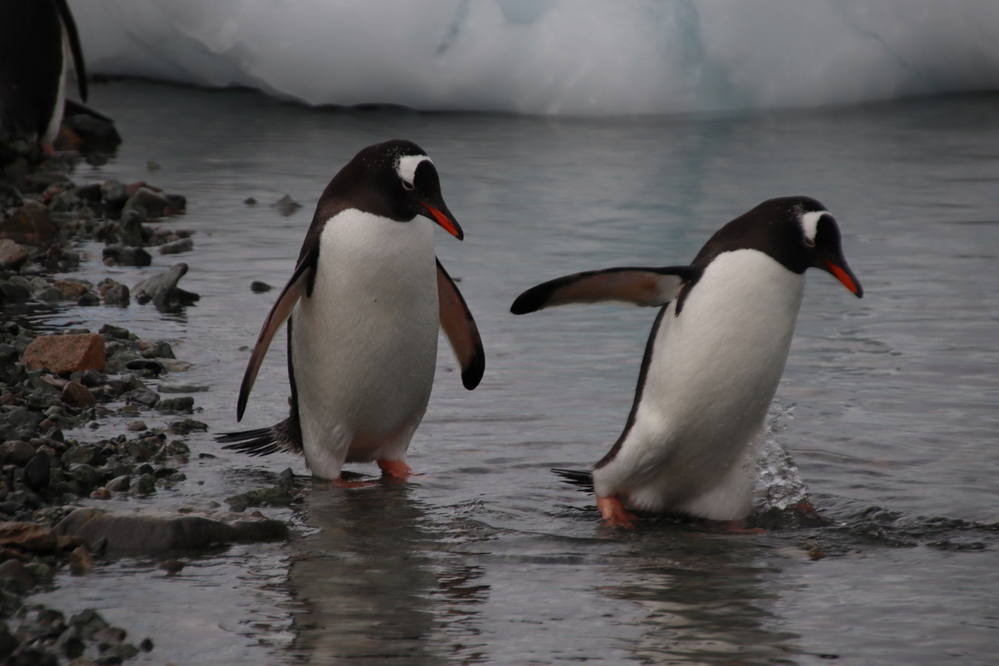 Gentoo Penguins, Danco Island, Antarctica