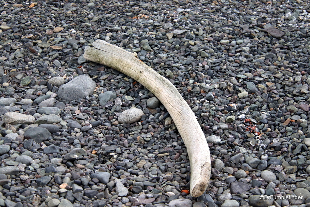 Old whale bone, Antartica