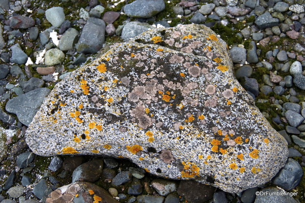 Lots of colorful lichens, Antarctica.