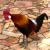 Rooster Crowing, Singapore