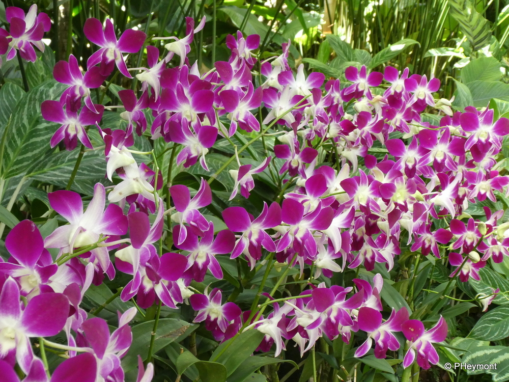 A Spray of Orchids