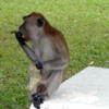 Monkey with a (Stolen) Lunch