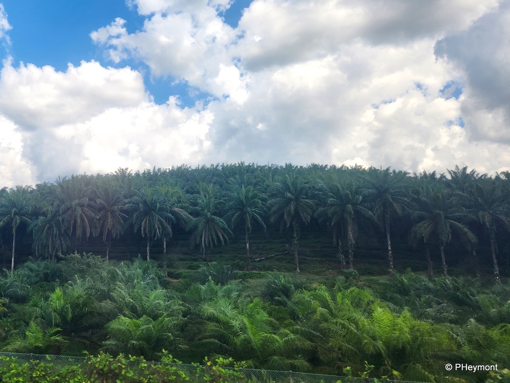 Palm Oil Plantation, Malaysia