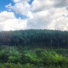 Palm Oil Plantation, Malaysia