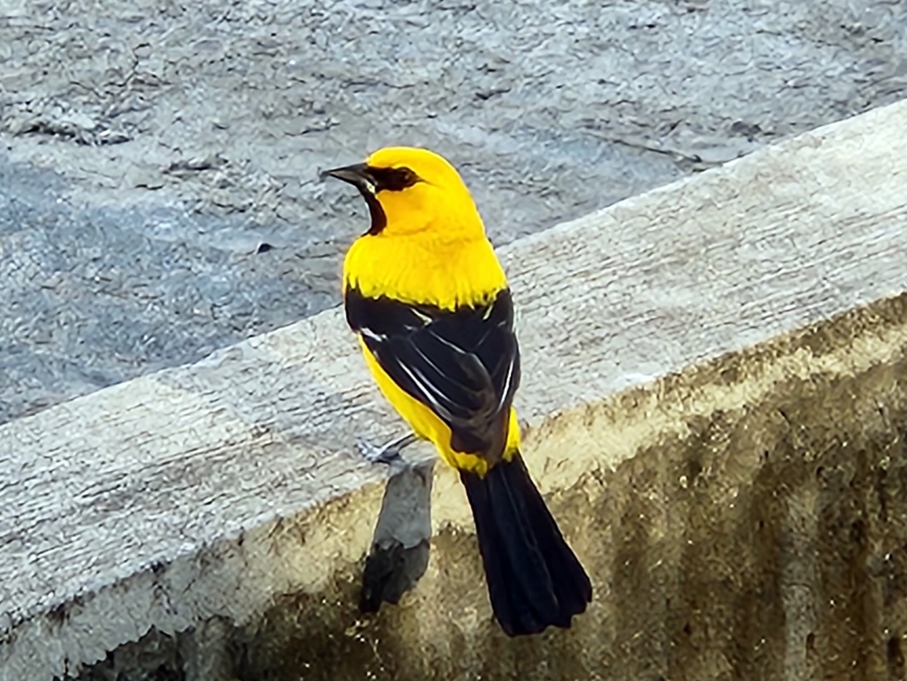 Yellow Oriole, Georgetown, Guyana