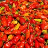 Plenty of Peppers at the Bourda Market