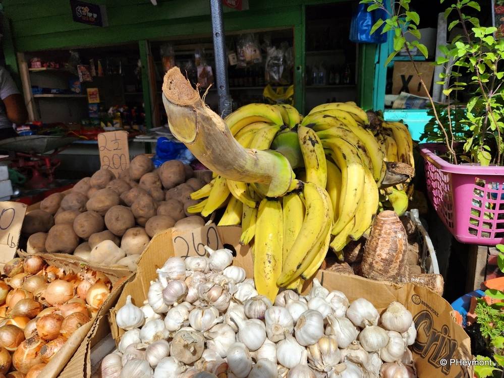 Bananas by the Hand, Georgetown, Guyana