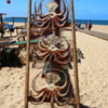Drying octopus, Nazare Beach