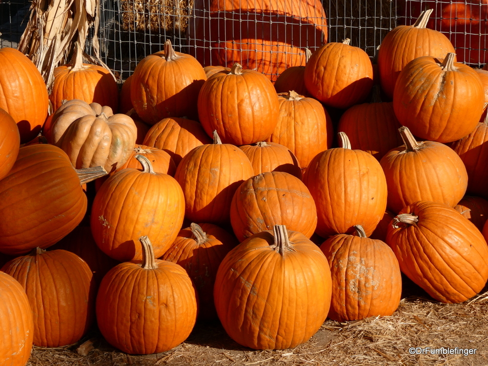 Rather nice collection of pumpkins at Murray Farms, Bakersfield