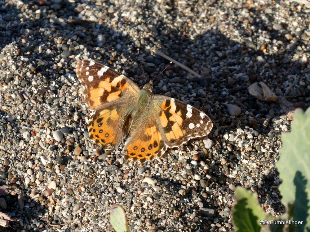 Painted Lady Butterfly, California