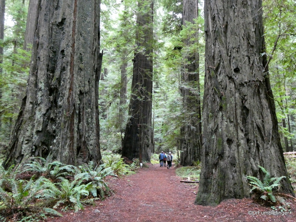 Hiking in the Founder's Grove, Humboldt Redwood State Park, California.