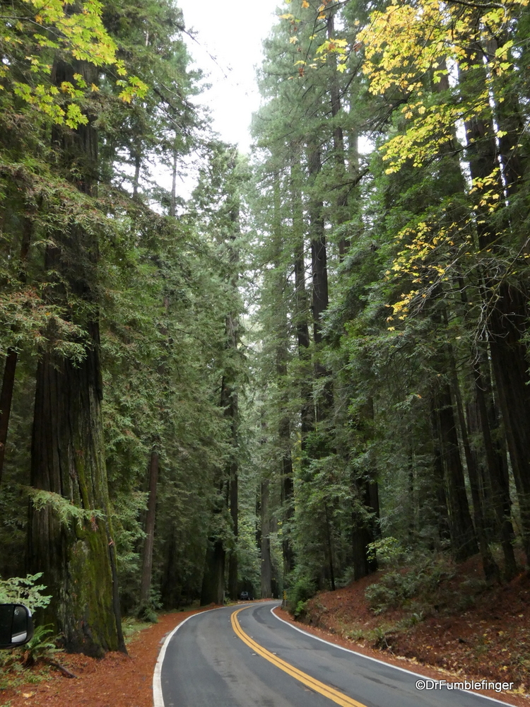 "Avenue of the Giants", Humboldt Redwoods State Park, California