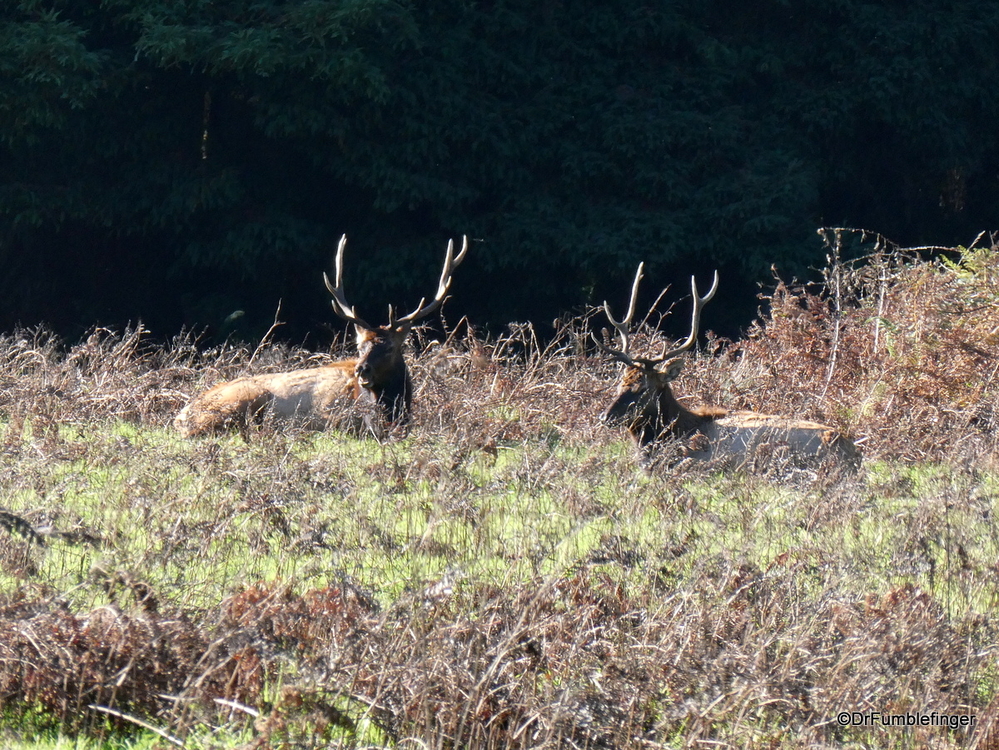 Roosevelt elk, Newton B Drury Scenic Parkway, Prairie Creek Redwoods State Park, California