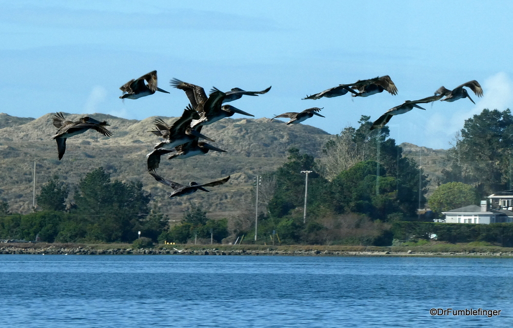 Pelicans in Flight over Bodega Bay, California
