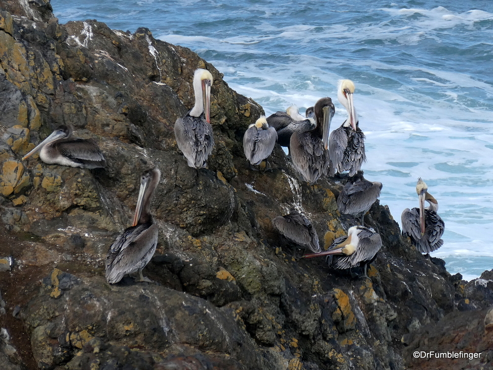 Pelicans, near Newport, Oregon