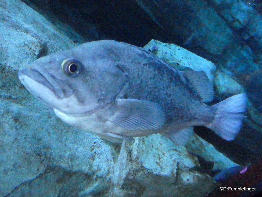 Rockfish, Oregon Coast Aquarium, Newport