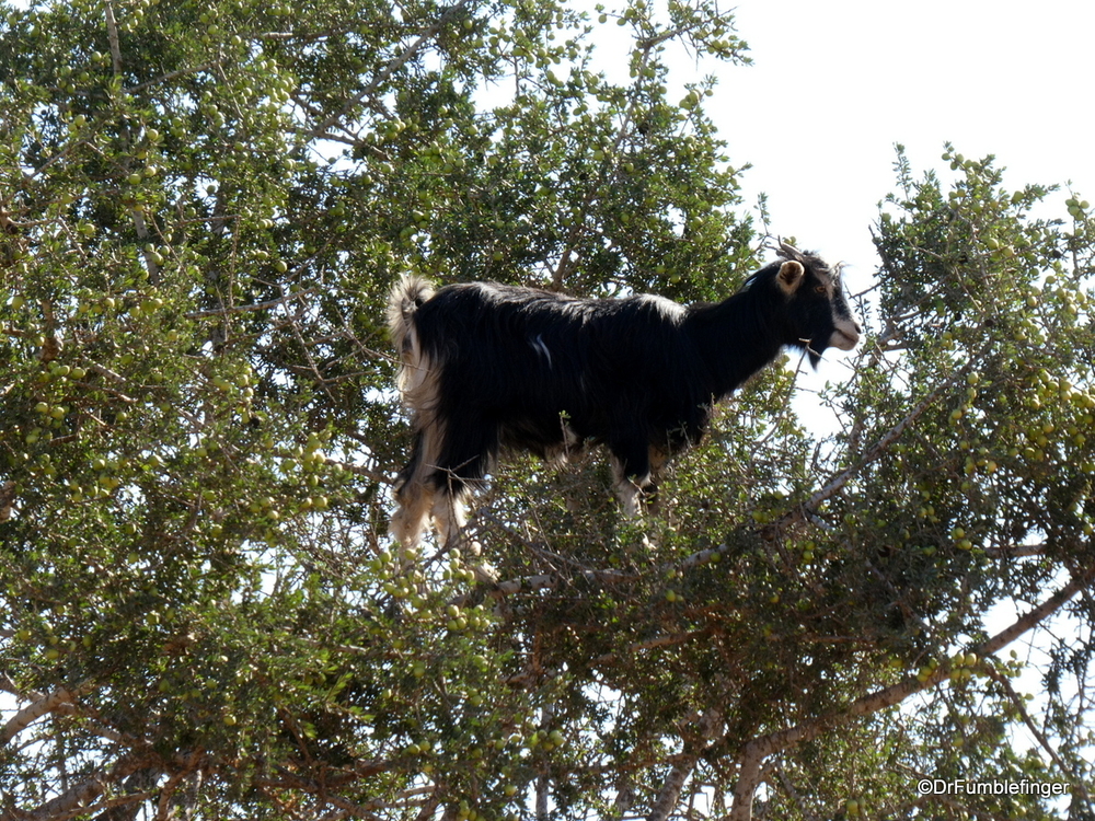 Tree-climbing goats!  They really exist!