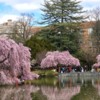 Japanese Flowering Cherry Blossoms
