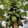 Papaya Tree, Kosgoda, Sri Lanka