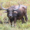 Water Buffalo, Wilpattu NP, Sri Lanka